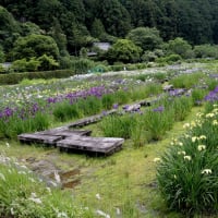 掛川市・加茂花菖蒲園