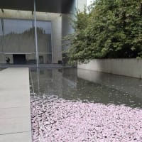 法隆寺宝物館の八重桜