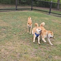 ワンコと初、富良野日の出公園！
