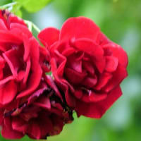 薔薇（サラバンド）の花