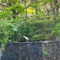 池のカイツブリが巣作りを始めた。