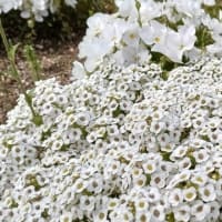 藤の花と・・・
