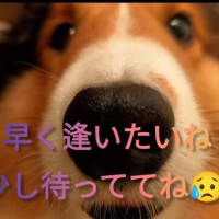 愛犬
