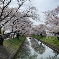 桜　die Kirschblüte