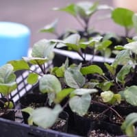 菜園で収獲と植え付け準備