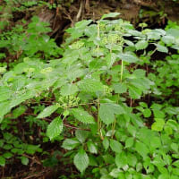 芦ノ湖西岸を歩く