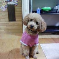 朝から涙