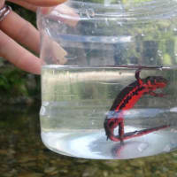 つくばねオートキャンプ場 フシュフシュの気まぐれ散歩