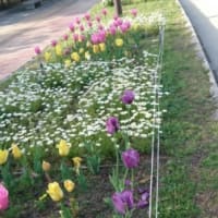 今を盛りに咲いていました～！