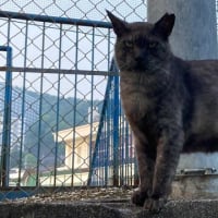 夕ウォーキングの風景。令和7年7月3日。変に凛々しいデカ黒。