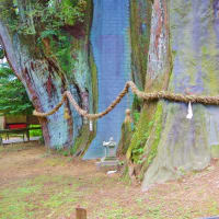  高知県大豊町、杉「八坂神社・杉の大杉」（国特別指定）です！！