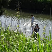 投網で鯉を捕まえる若者達