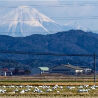 コハクチョウが故郷へ帰る頃