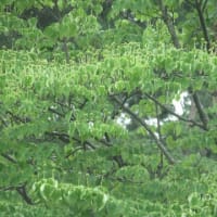 従妹に野菜貰う