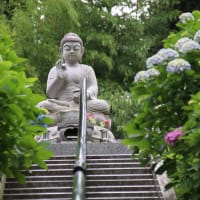 川崎の紫陽花寺、妙楽寺