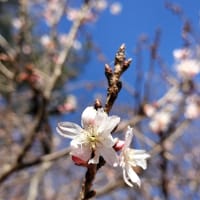 10月桜🌸