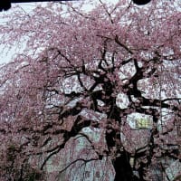 町田「法要山浄運寺」の「しだれ桜」が見頃を迎えた！！