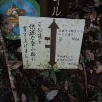 京都トレイル、出町柳から比叡山目指して　その2　2024年7月26日