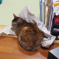 ガサ ガサ ガサ！