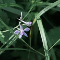 百花園の初夏の花