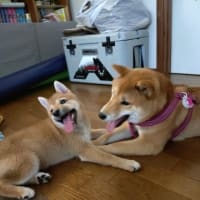 6月28日　「犬バカちゃんリン☆彡　はるこちゃん…　」更新しています☆彡