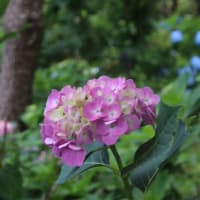 紫陽花の季節