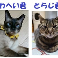 こどもの日♪