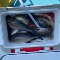１７日・釣果