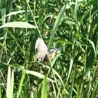 忍びの技発揮⁉翡翠色してカワセミ１羽