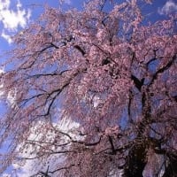 高尾駅近辺の桜　　　2020-03-25
