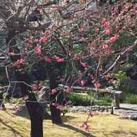 梅