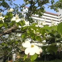 「白い花」