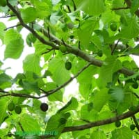 「相模原麻溝公園」の「ハンカチノキ」が実をつけ始めた！！