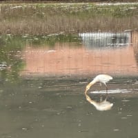 アマサギ