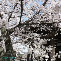 【京都幕間旅情】立本寺-観桜,一年に一回出会えるか出会えないかの絶景