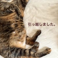 【お知らせ】ブログ、引っ越しました。