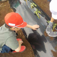サツマイモ植えの師匠