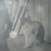 　長嶋茂雄さんが亡くなった。大ショック！昭和は完全に終わったな。。。ふしぎ現象だ！　【不思議だな　オーブが飛び交う　野良猫だ】　オーブ川柳　　　【　終わりあり　又つぎ進歩　始めあり　】終わり川柳
