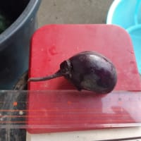 畑の様子（１週間を振り返り）