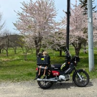桜を求めて　その2