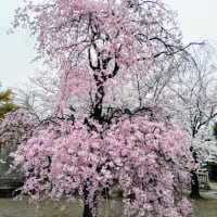 護国寺の桜（その２）