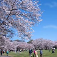 桜華やぐ季節　(Ⅲ）