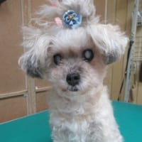 黒いTプーさんが多かった今週のお仕事、無事終了しました～！！