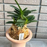 玉金剛総ルビー根