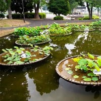 今朝の修景池です