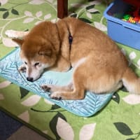 暑い夏には・・・