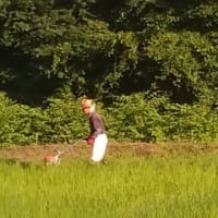 田んぼオーナー　除草作業