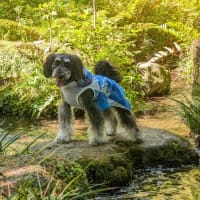 五竜の滝・5月のカレンダー撮影