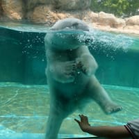 ロピアのタコはしょっぱいなあ〜こりゃだめだ〜ビョーキにさせる算段かいな〜