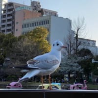 上野で鳥さんパラダイス